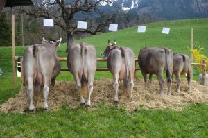 2ZF Kesti A80 Ettlin-Abcherli Glais Gumm Kerns